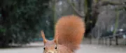 Teaser Bild von WoW: Angriff der putzigen Nager! Eichhörnchen-Armageddon legt Orgrimmar lahm