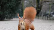 Teaser Bild von WoW: Angriff der putzigen Nager! Eichhörnchen-Armageddon legt Orgrimmar lahm