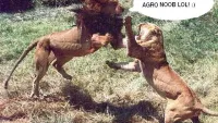 Teaser Bild von WoW Classic: Alamo teechs u 2 play DURID!