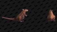 Teaser Bild von WoW Patch 8.3: Neue Pets für fleißige Kampfhaustier-Trainer