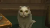 Teaser Bild von Battle for Azeroth - Die neue verrückte Katzenlady in Boralus!