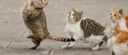 Teaser Bild von WoW: Des Druiden neue Schritte - frische Animationen für die Katzenform