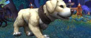 Teaser Bild von WoW: Freude bei Haustier-Fans - süßer Hund als Belohnung fürs Geheimnis-Aufdecken